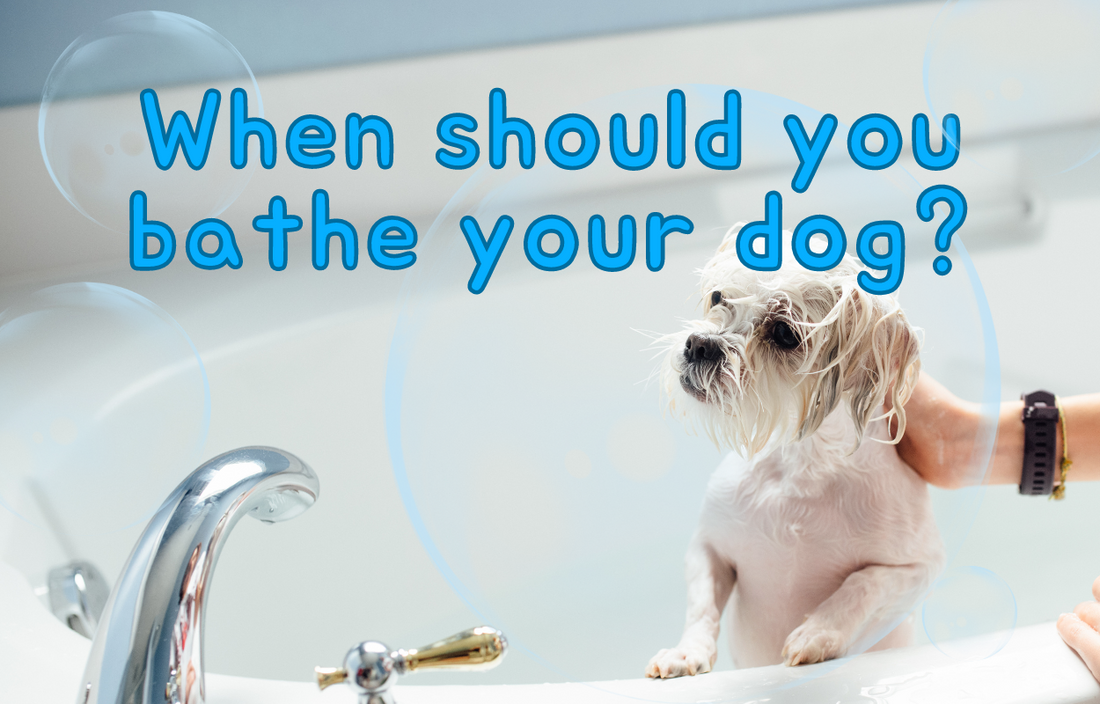 When Should You Bathe Your Dog?