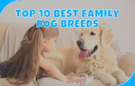 Top 10 Best family dog breeds