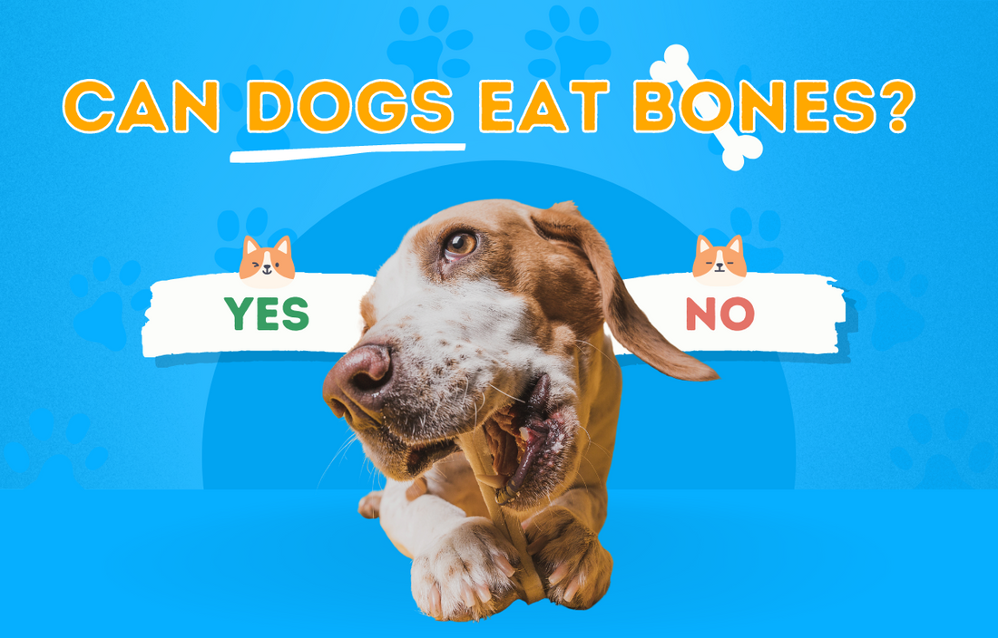 Can dogs eat bones?
