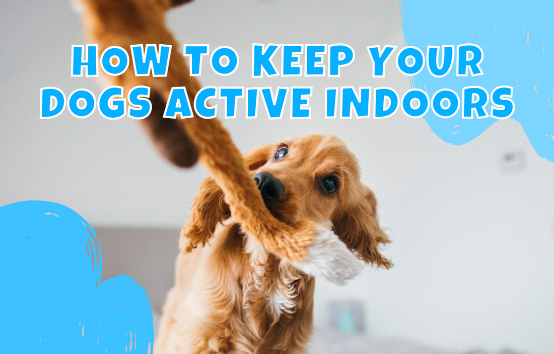 How to Keep Your Dogs Active Indoors