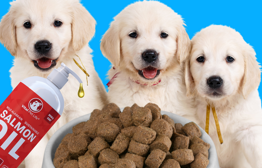 Benefits Of Salmon Oil For Puppies
