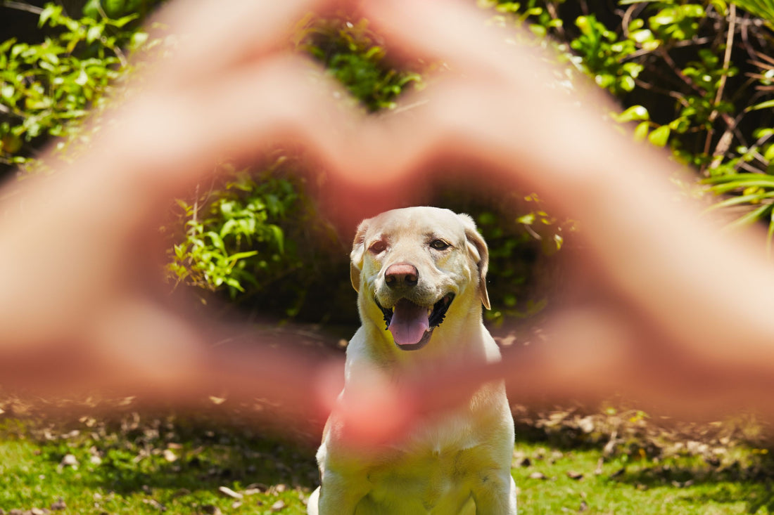 Responsible pet ownership month