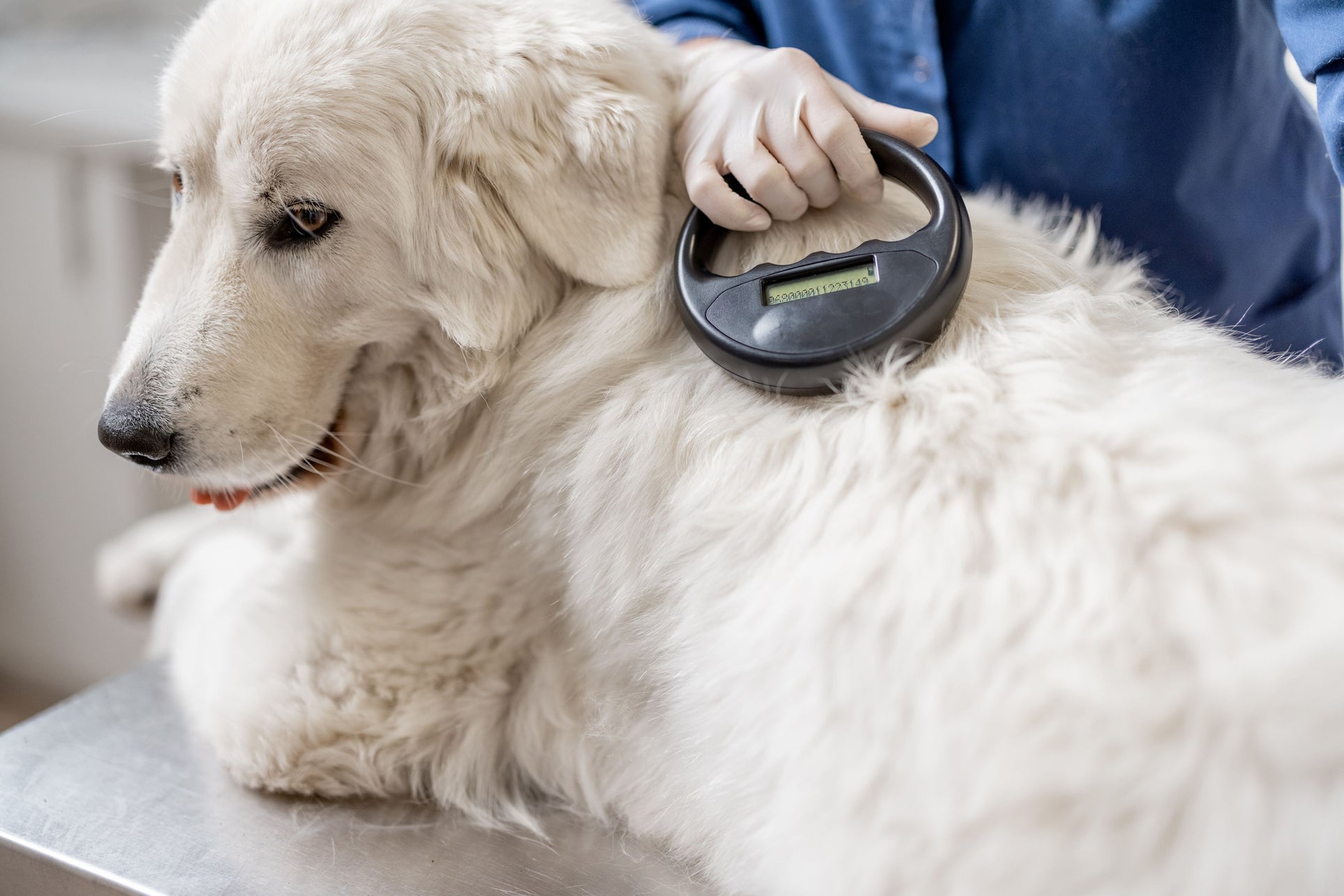Dog with tracker