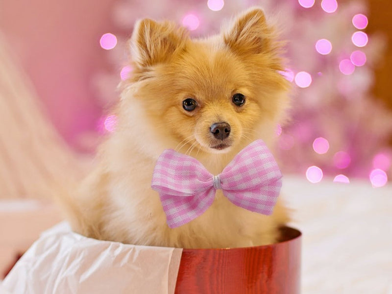 Things to buy for a new dog owner