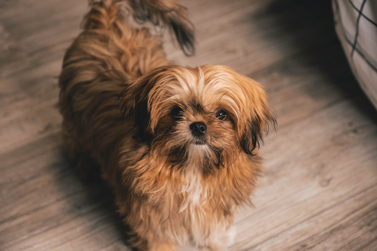Fish oil for dogs