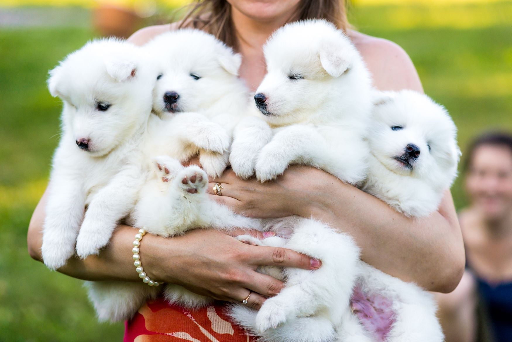 Happy National Puppy Day from Vital Pet Life!