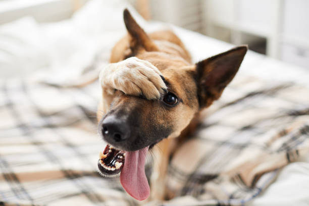 Dog with eye problem
