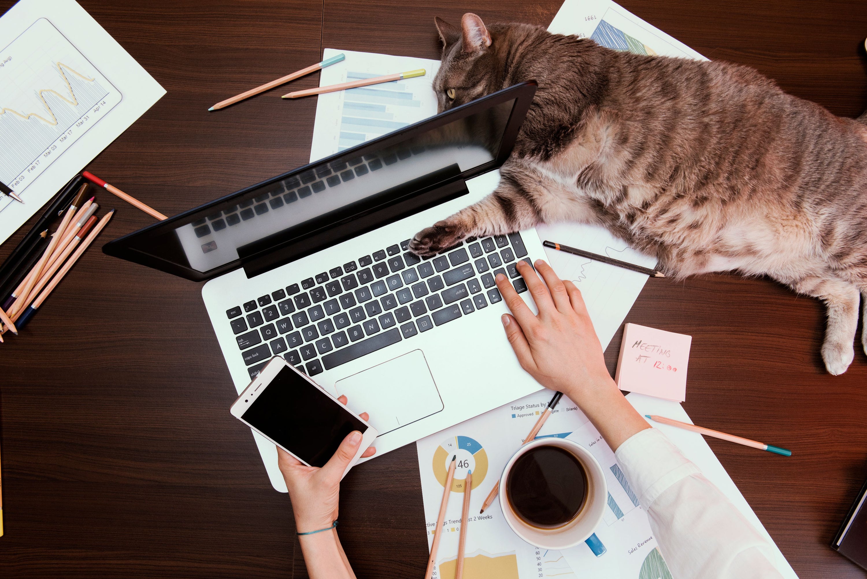 Bring Your Cat To Work Day 2025