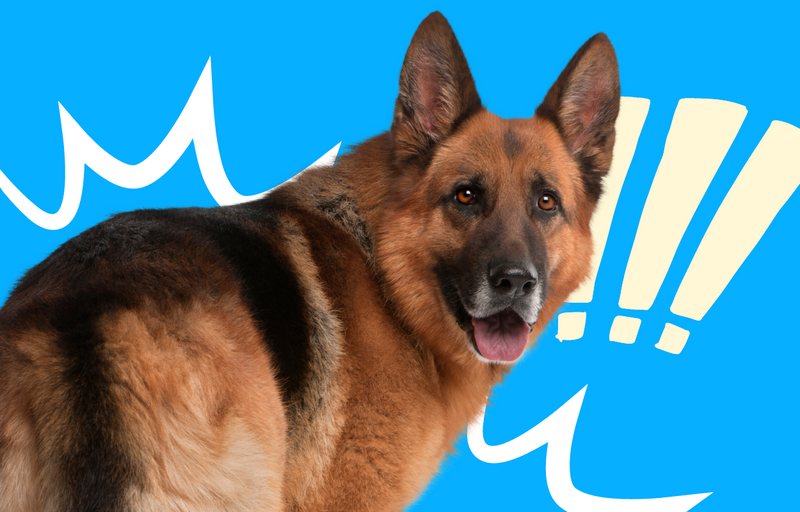 Protective Dog Breeds