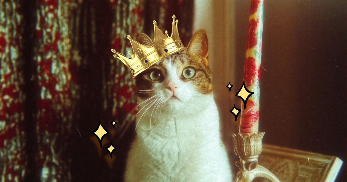 5 Ways to Respect Your Cat