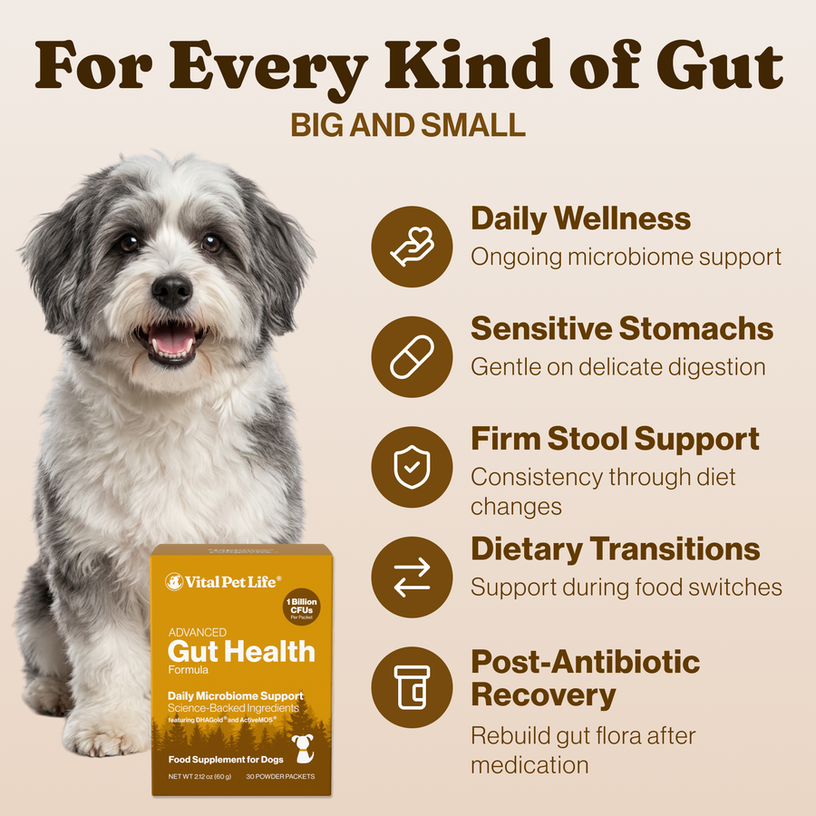 Advanced Gut Health for Dogs