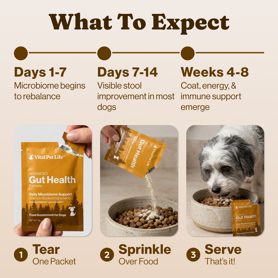 Advanced Gut Health for Dogs
