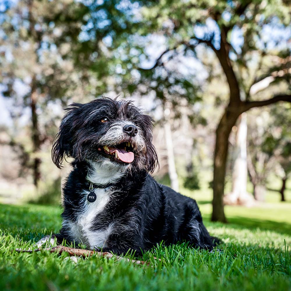 OUR STORY Vital Pet Life