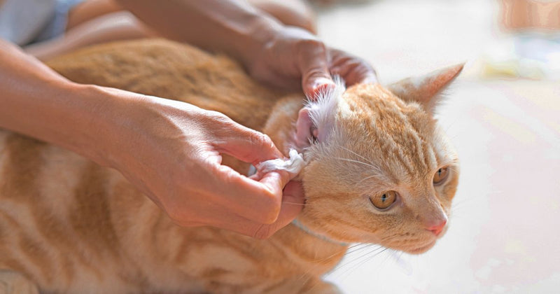 Cat Ear Cleaning Guide