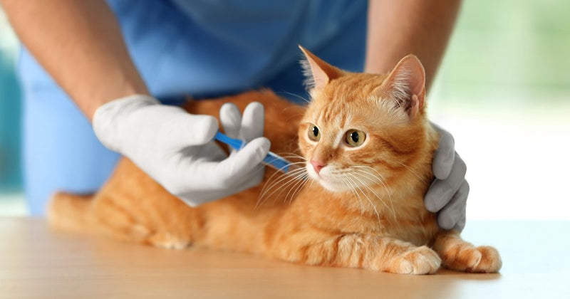 Cat Vaccination Schedule