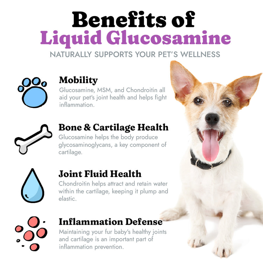 glucosamine for dogs