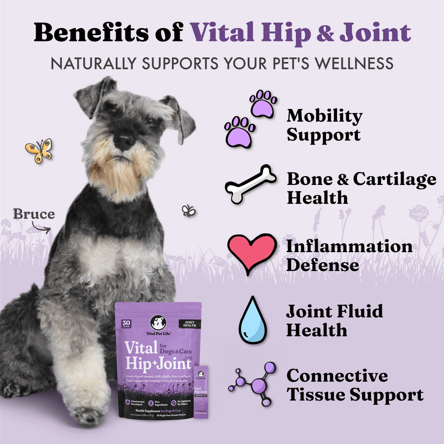 Vital Hip & Joint for Dogs and Cats