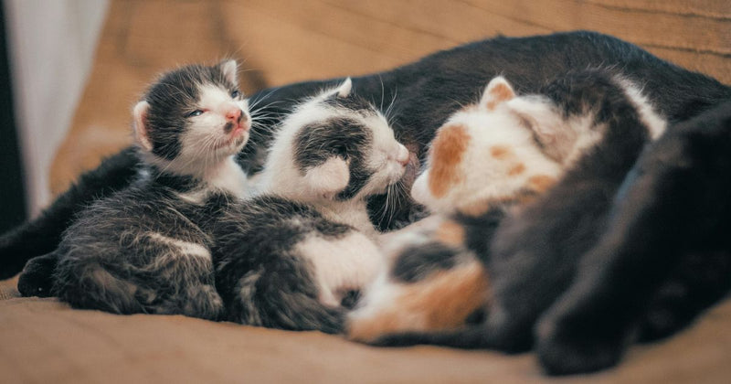 Kitten Development Guide