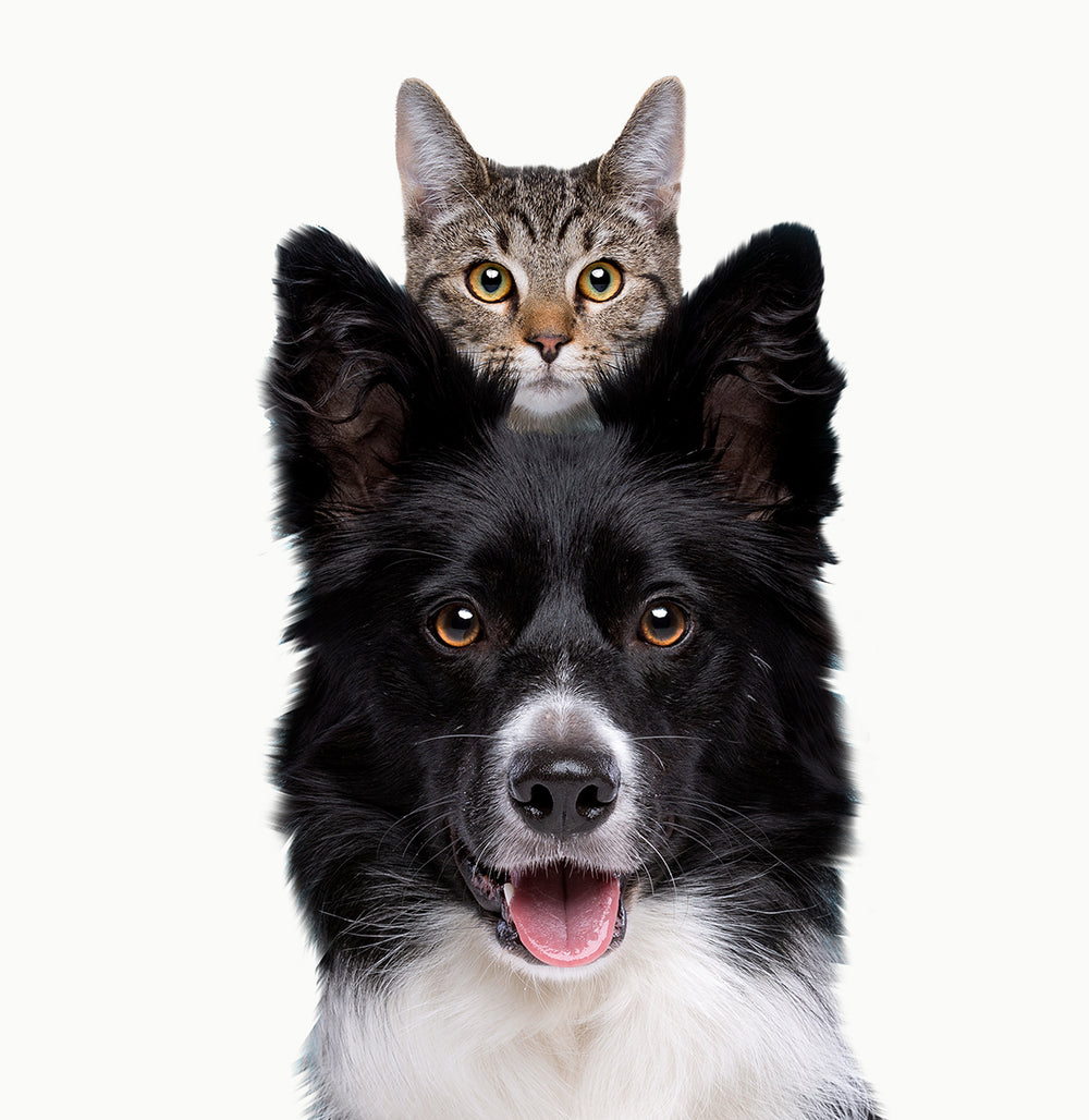 Vital Pet Life ambassadors
