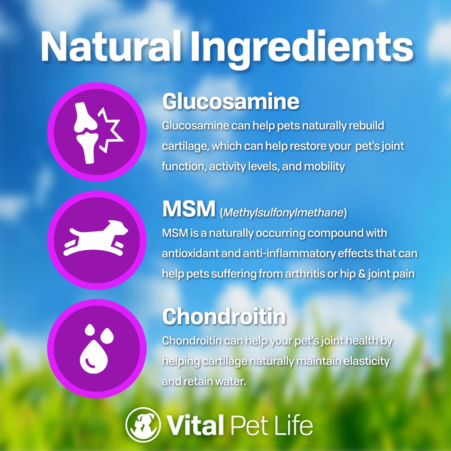 Liquid Glucosamine MSM Chondroitin for Pets