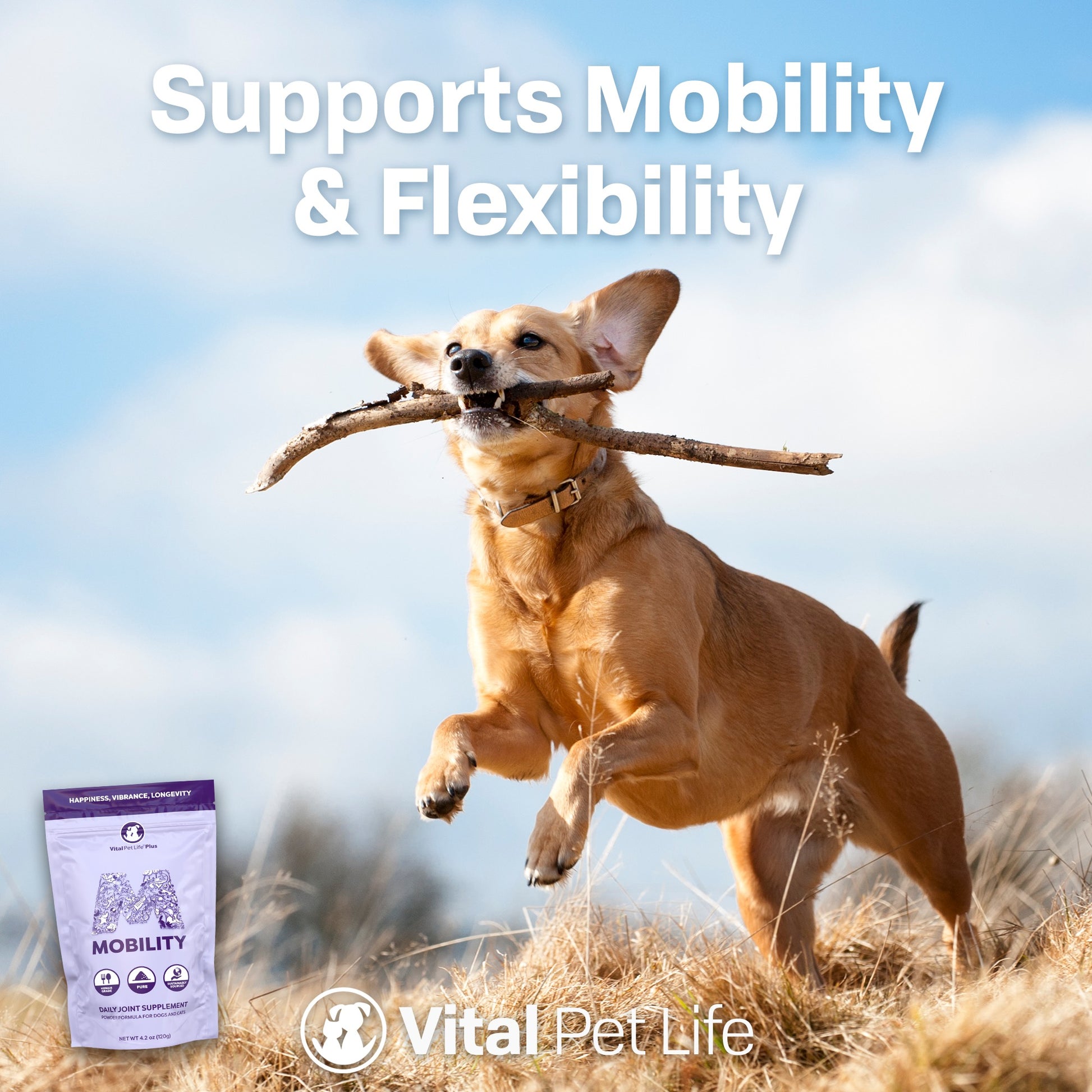 Mobility joint supplement for dogs