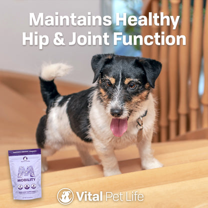 Mobility joint supplement for dogs