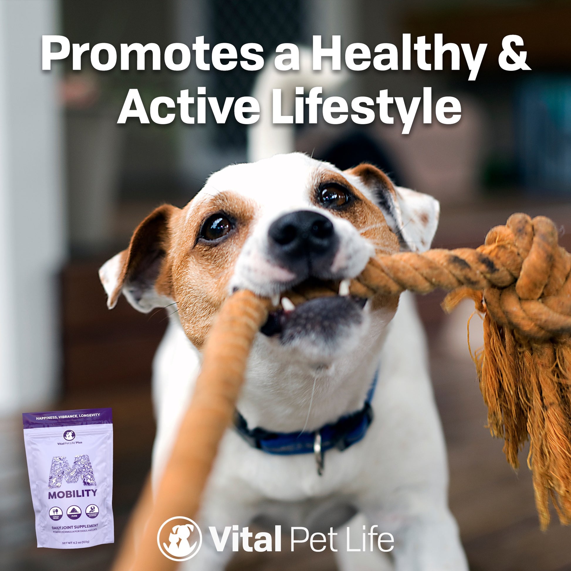Mobility joint supplement for dogs