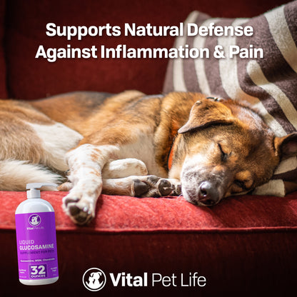 Liquid Glucosamine MSM Chondroitin Benefit for Pets